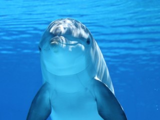 dolphin-203875_640
